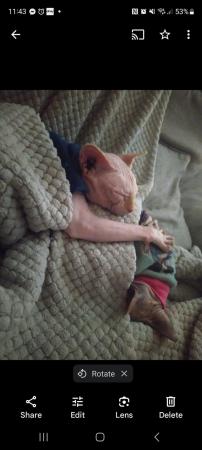 Image 2 of 5 year old male sphynx cat