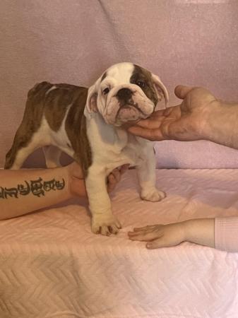 Image 19 of READY TO LEAVE NOW!!!! Stunning British bulldogs