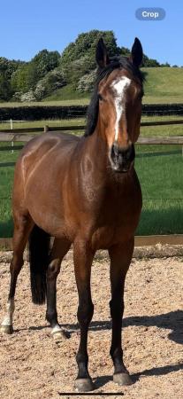 Image 10 of 16'2 All Rounder French Thoroughbred!