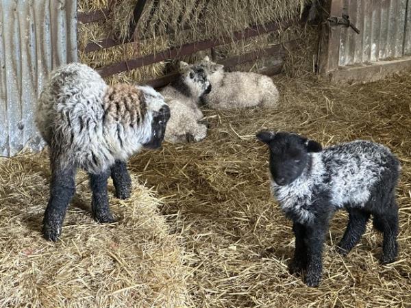Image 2 of Ewe and ram lambs born March 2024