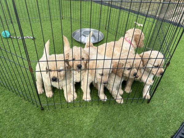 Image 6 of 6 beautiful labradoodle puppies - ready now