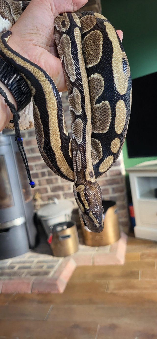 Adult Royal Python + 4ft viv setup — photo 4 of 4
