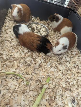 Image 3 of Guinea pigs for sale boars