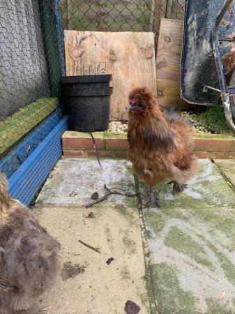 Image 5 of Silkie red cockerel and Silkie golden neck hen.