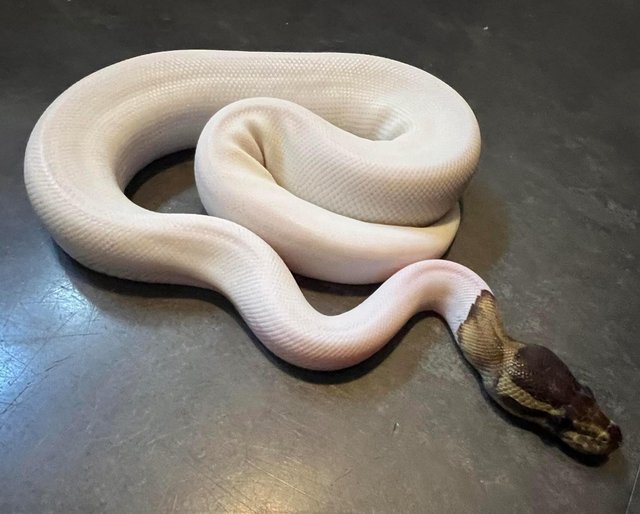 Preview of the first image of Black pastel piebald high white het ghost ball python royal.