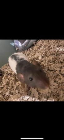 Image 5 of 2 male rats for rehoming