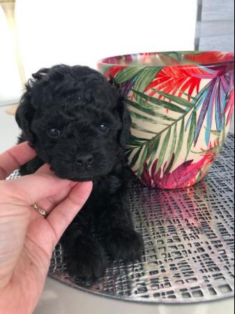 Image 5 of Toy poodle puppies, 5 puppies ready to leave 7th June