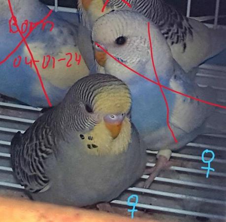 Image 10 of !!!For sale young budgies for rehoming!!!