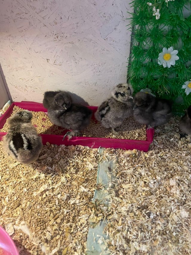 Preview of the first image of Silkie chicks chickens silkies reduced price.
