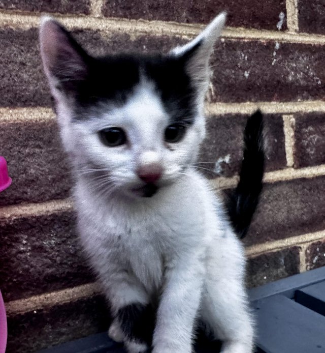 Kittens beautiful fully energy — photo 4 of 4