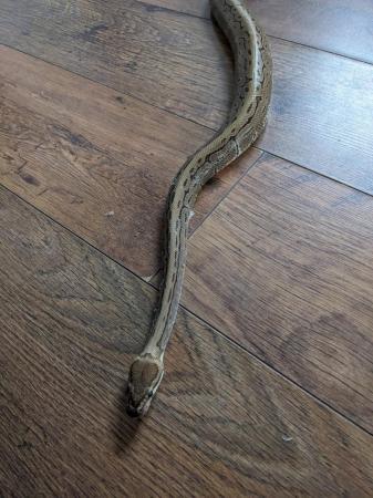 Image 4 of Pinstripe Royal Python  For Sale