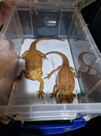 Image 1 of Pair of red/orange Bearded Dragons