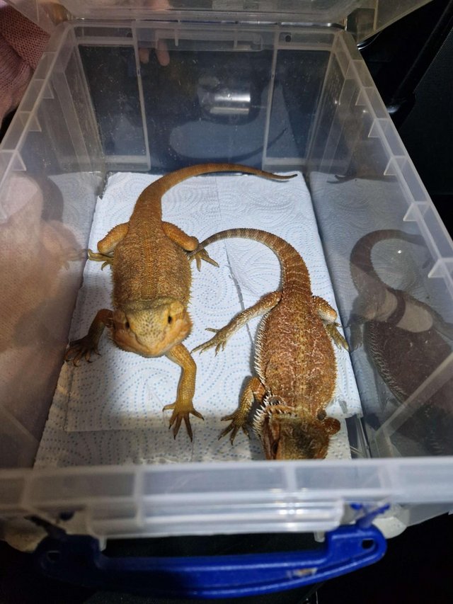 Preview of the first image of Pair of red/orange Bearded Dragons.