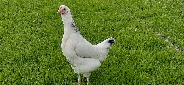 Image 3 of Coloured hybrids point of lay chicken's