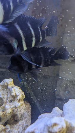 Image 6 of Frontosa cichlids various sizes for sale