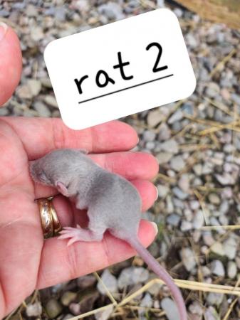 Image 6 of Extremely friendly baby rats ready 17th june
