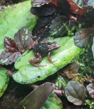 Image 4 of Posted Dart frog Tadpoles, Santa Isabel