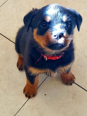 Image 5 of Last Gorgeous Rottweiler Girl Pup KC Reg Ready Now