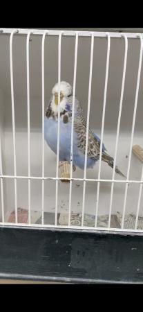 Image 5 of Adult exhibition budgies for sale