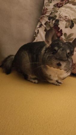 Image 2 of 12 months old male chinchilla