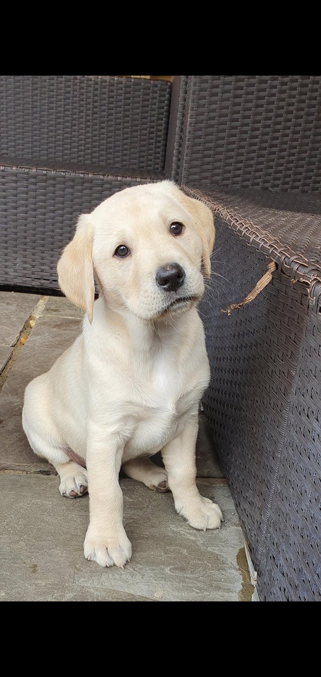 Preview of the first image of Stunning KC registered labrador pups *ONLY 1 LEFT*.