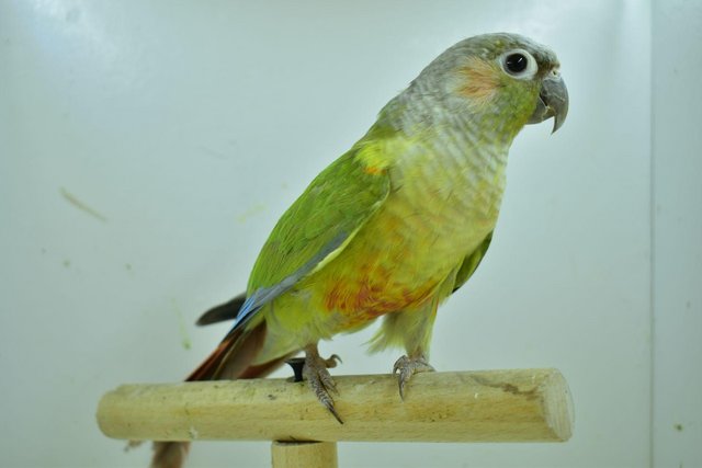 Image 10 of Baby pineapple conures looking for loving homes different mu