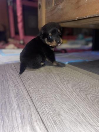 Image 4 of Rottweiler pup looking for her forever home