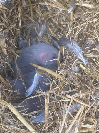 Image 5 of Baby ferrets 1 jill1 hob