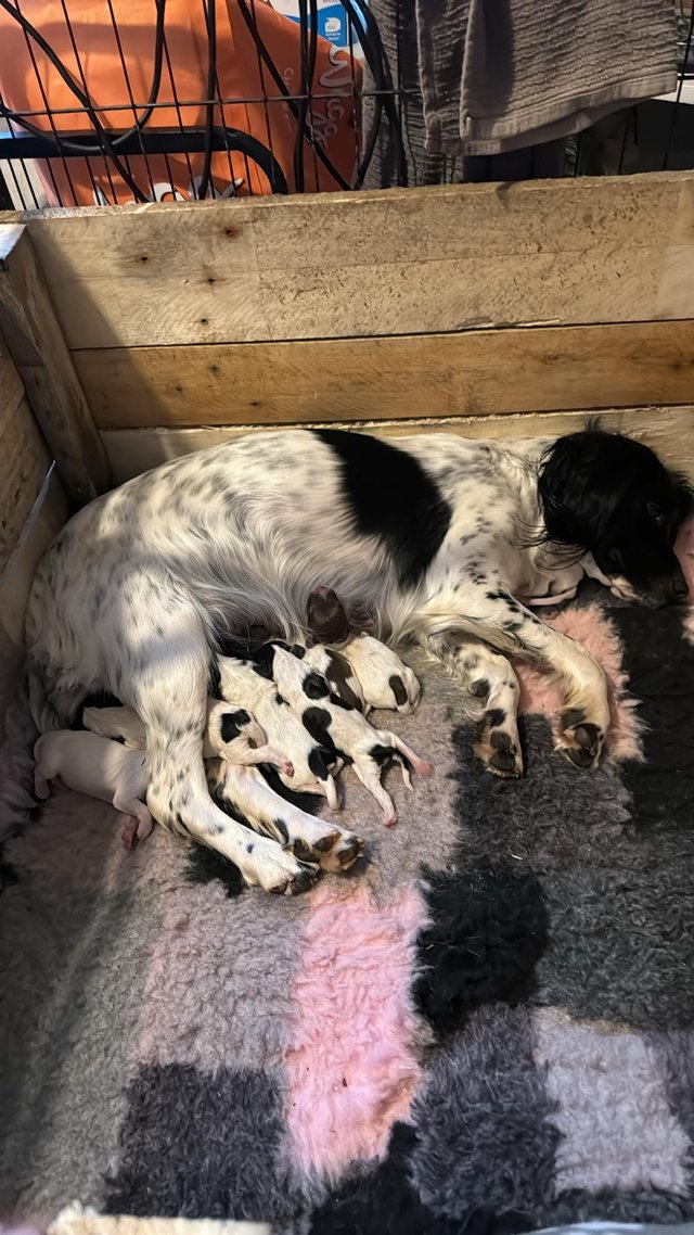 Preview of the first image of English springer spaniel puppies.