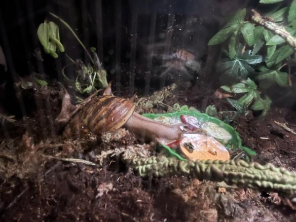 Image 3 of Two giant African land snail with enclosure