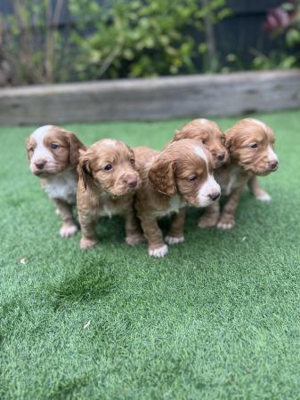 Image 4 of Working Cocker Spaniel Puppies