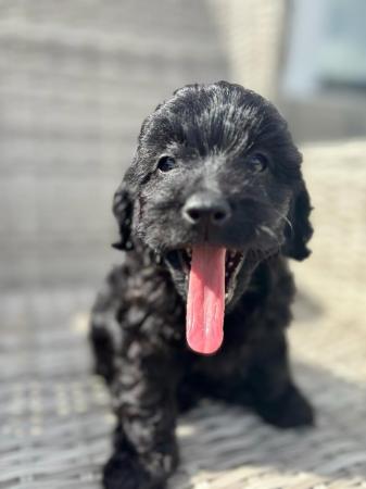 Image 3 of Gorgeous cockapoo all girls looking for new homes