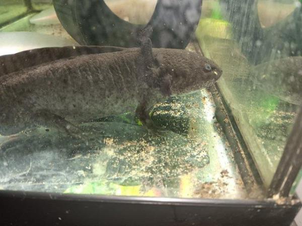 Image 3 of Male wild axolotl for sale 2 years old had to separate