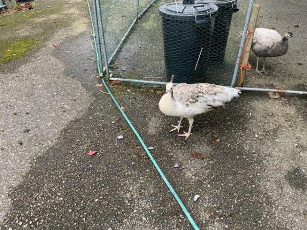 Image 6 of Young Peacocks for sale Indian blue and pied