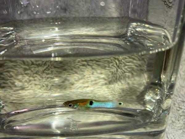 Image 6 of 20 x Mixture of Baby Hybrid Endlers/Guppies Fish