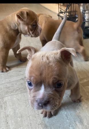 Image 10 of 2 female Pocket bullies for sale ready to leave