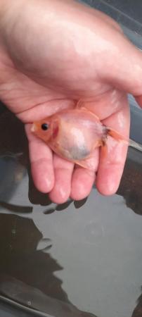 Image 4 of Baby homebred fancy goldfish