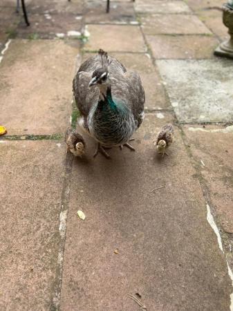 Image 3 of Beautiful Pair of Indian Blue Peacock Peahen Chicks