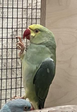 Image 8 of 3 Young Baby Cleartail Indian Ringneck talking parrots