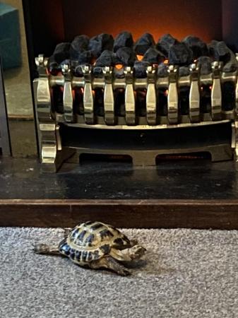 Image 1 of Approximately 4yrs old horsefield male tortoise