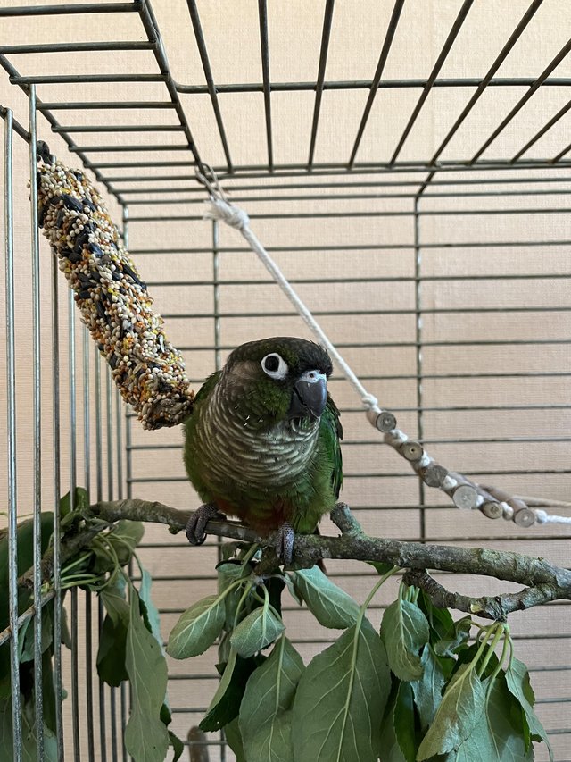 Preview of the first image of 9 month Old hand reared conure and cage.
