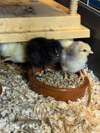 Image 2 of Various chicks for sale - newly hatched