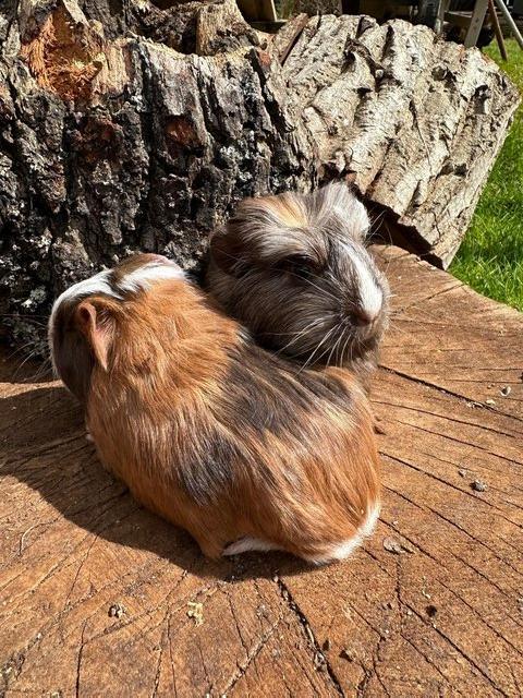 Preview of the first image of 4 x  Pretty long haired female guinea pigs..