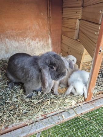 Image 7 of 6 baby mini lops available to reserve