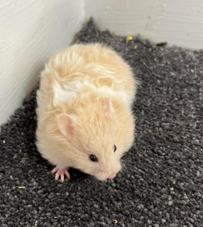 Image 1 of Syrian hamsters - short and long haired