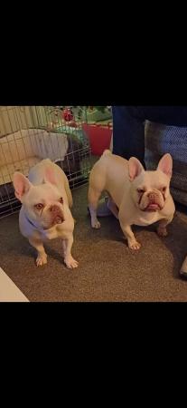 Image 4 of French Bulldogs for sale. £400.00 for both!
