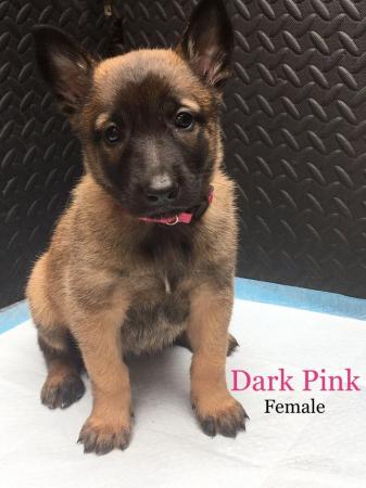 Image 10 of Pure breed Malinois puppies. READY TO LEAVE JUNE1ST