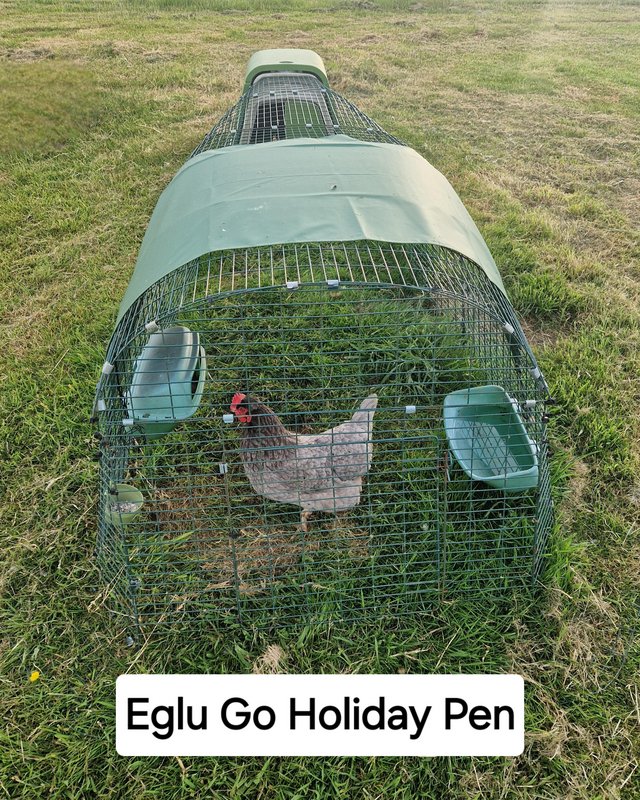 Preview of the first image of Chicken & Duck Holiday Boarding Services.