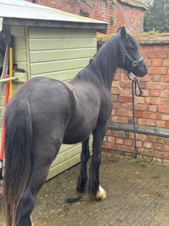 Image 3 of Black Fell x Section C Colt approx 16 month old pony