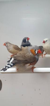 Image 1 of Pairs of Zebra Finches For Sale